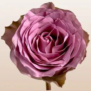 Tiara Roses - Vibrant Lavender Rose Variety with Greenish Outer Petals - Premium Ecuador Import - 50cm Total Length - Fresh Farm-Direct Shipping - 8-15 Days Vase Life