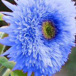 50PCS Giant Teddy Bear Sunflower Seeds | Easy-to-Grow Heirloom Variety with Giant Fluffy Blooms, Perfect for Home Gardens and Outdoor Planting, Attracts Butterflies and Bees, Adds Bright, Cheerful Color to Any Landscape