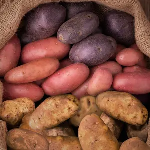 TomorrowSeeds - American Flag Mix Seed Potatoes USDA Certified for Growers Red, Russet White, Blue Potato Seeds -  Sz B