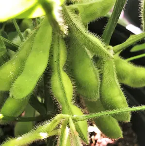 TomorrowSeeds - Midori Giant Japanese Edamame Seeds -  Non GMO Planting Soy Bean Korean Chinese Soybean Asian Vegetable Seed For 2024 Season