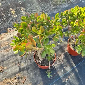 Jade Character Growers Choice Thick Trunks all different character