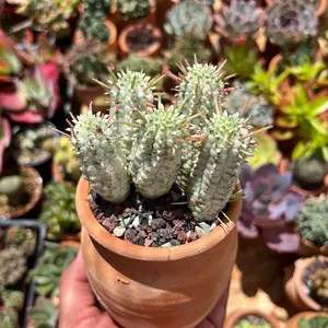 Succulent Euphorbia mammillaris f. variegata - Indian Corn Cob cactus in clay pot