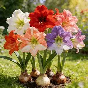 Amaryllis – Stunning Flowering Plant | Easy Care, Low Maintenance | Perfect for Home & Office Decor