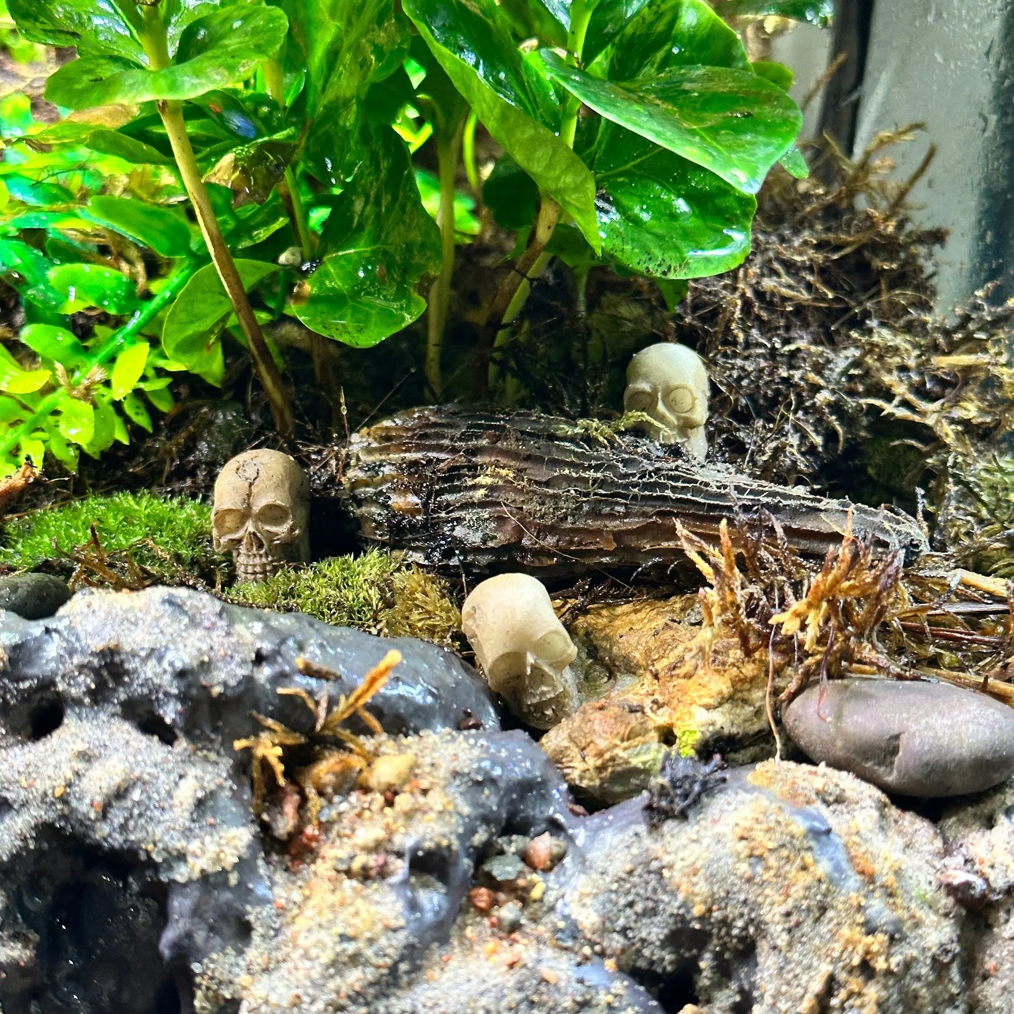 3 Pack Skull Terrarium Aquarium Decor