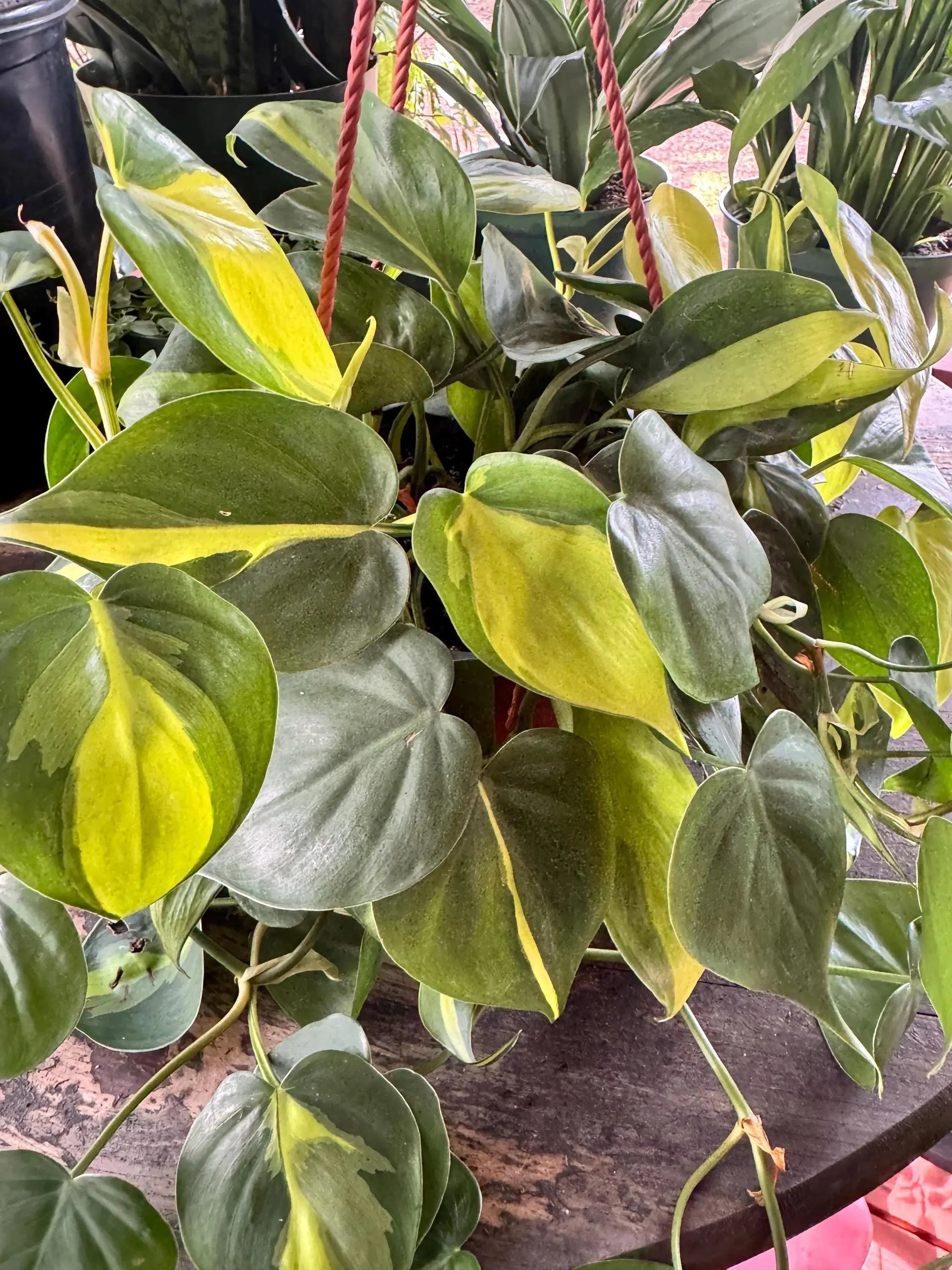 Philodendron Brasil | 6 Inch Pot | House Plant | Live Plant | Decoration -  TikTok Shop