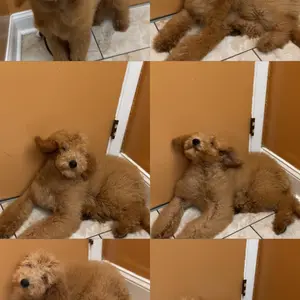 VEVOR Dog Dryer, TikTokShopBlackFriday, 2000W/2.7HP Dog Blow Dryer, Pet Grooming Dryer with Adjustable Speed and Temperature Control, Pet Hair Dryer with 4 Nozzles and Extendable Hose, Black