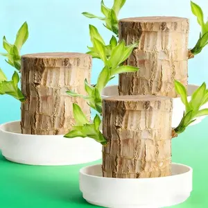 1 pc Brazilian wood plants Brazilian lucky tree, brings you good luck and increases wealth– Hydroponic tree stump with base, suitable for indoor air purification, home and office decoration and gifts