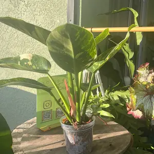 Philodendron 'Congo Nuclear'
