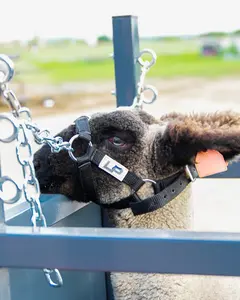 Treadmill Halter for Lambs/Goats