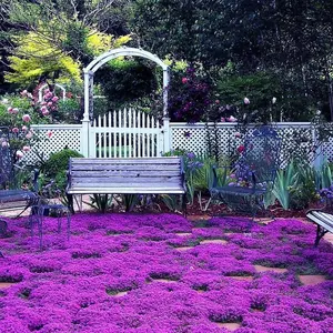 1000 PCS Purple Creeping Thyme Seeds – Non-GMO Heirloom Ground Cover, Perennial Thymus Serpyllum Flowers for Gardens & Landscaping