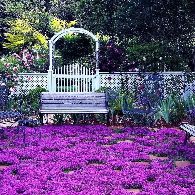 1000 PCS Purple Creeping Thyme Seeds - Heirloom Non-GMO Thymus Serpyllum Perennial Ground Cover Bag, Vibrant Purple Blooms for Rock Gardens, Garden Borders, Full Sun All Seasons Landscaping
