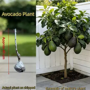Dwarf Hass Avocado Tree – Grafted Seedling, Bare Root for Immediate Planting, Perfect for Patio & Container Growing Live