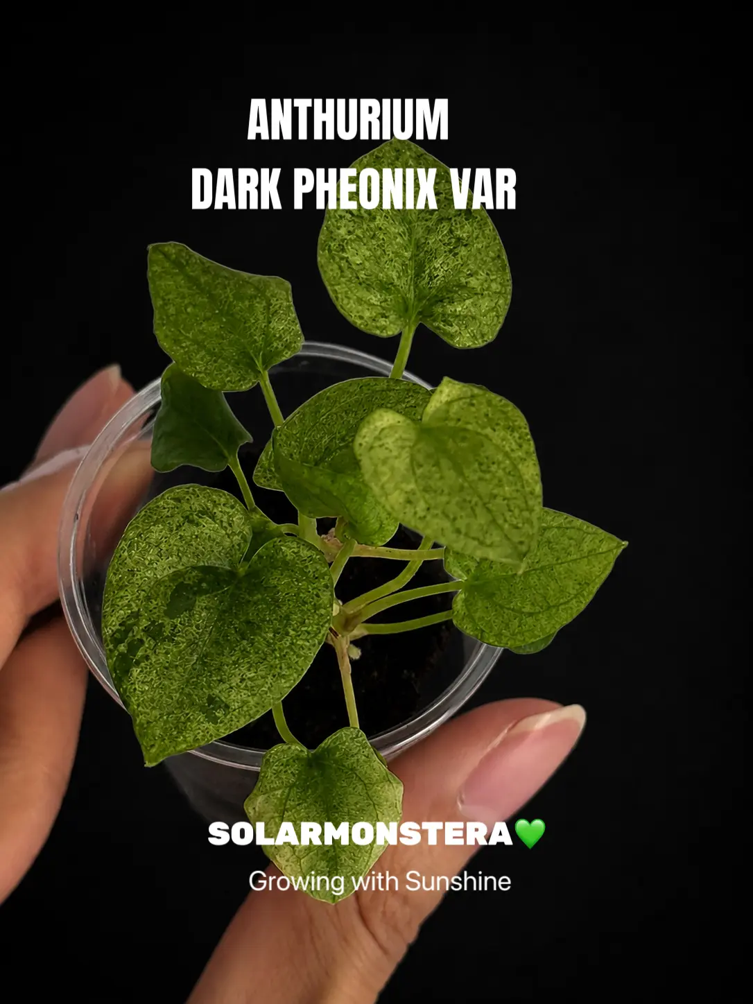Anthurium Dark Pheonix Mint Var Started Plant Rooted in Plug Anthurium Dark Pheonix Mint Var Started Plant Rooted in Plug