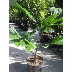 Australian Fan Palm - Live Plant in a 3 Gallon Growers Pot - Licuala Ramsayi - Extremely Rare Ornamental Palms of Florida