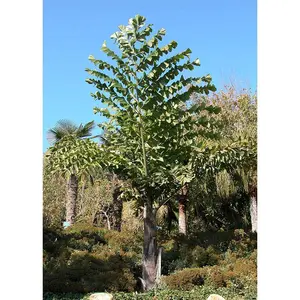 Giant Fishtail Palm - Live Plant in an 10 Inch Growers Pot - Caryota Obtusa - Extremely Rare Ornamental Palms from Florida, 1 Plant