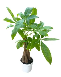 4" Money Tree – Pachira Aquatica – Live Plant