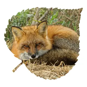 Fox Aspen Leaf Wall Art