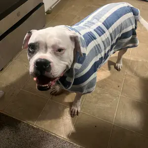 Quick-Dry Dog Bathrobe, 1 Count Striped Super-Absorbent Pet Robe with Adjustable Waistband, Ultra-Soft Fabric Morning Wear, Supplies