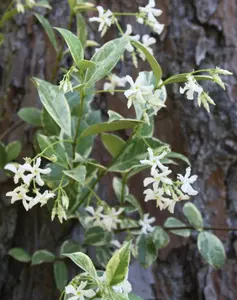 Confederate Jasmine Vine aka Star Jasmine