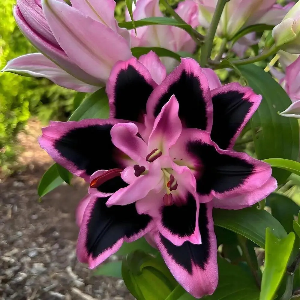 2-Tone Asiatic Lily Bulbs, Partial Sun Perennial, Vibrant Summer-Blooming Garden Plant, Outdoor Landscape Decor, Home Gardening Use, Gift for Flower Lovers