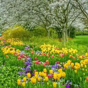 50g Hardy Wildflowers (Bulk Pack) Mixed Seeds, Suitable for Home Gardening, Suitable for Beginners, Non-GMO, Untreated and Heirloom Seeds for Home Gardening, Attracts Bees, Birds, Butterflies, Insects, Hummingbirds