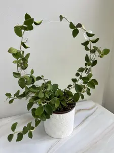 Arka™ Halo XL Plant Trellis