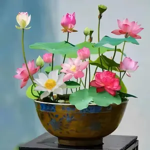 Lotus 20 Bonsai Bowl - Mixed Color - Water Lily Flower Plant - Non-GMO Fresh Garden Seeds - Home Planting Ornamental