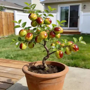 Heirloom Non-GMO Winter Jujube Sapling – Ideal for Pots & Gardens, Thrives in North & South Regions, Spring & Summer Blooms, Heavy Fruit Production