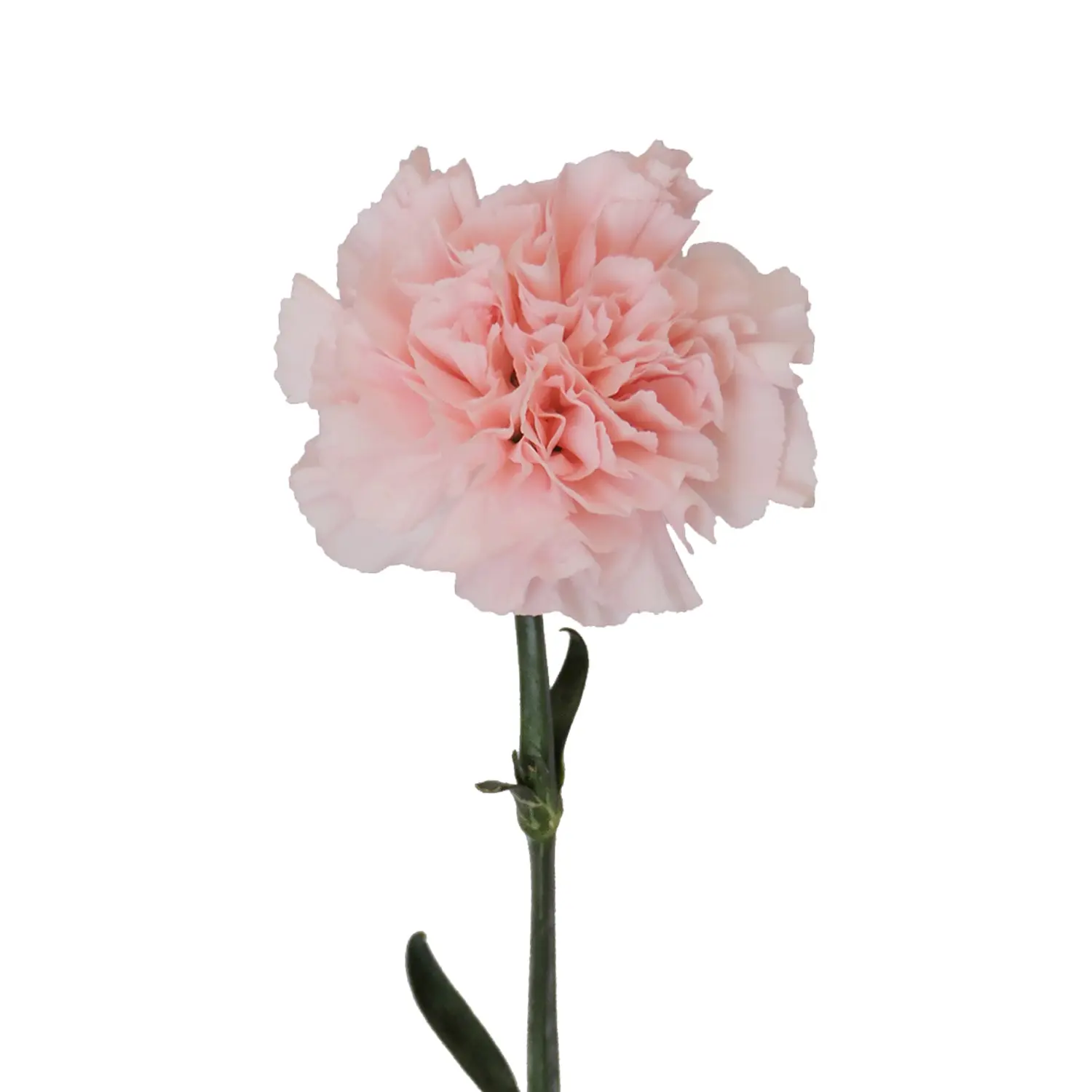 Light Pink Carnations - Express Delivery