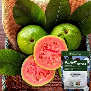 Guava Seeds for Potted Plants Greenhouses & Outdoor Gardens Easy to Cultivate Fruit Tree Seeds Ideal for Gardening Enthusiasts