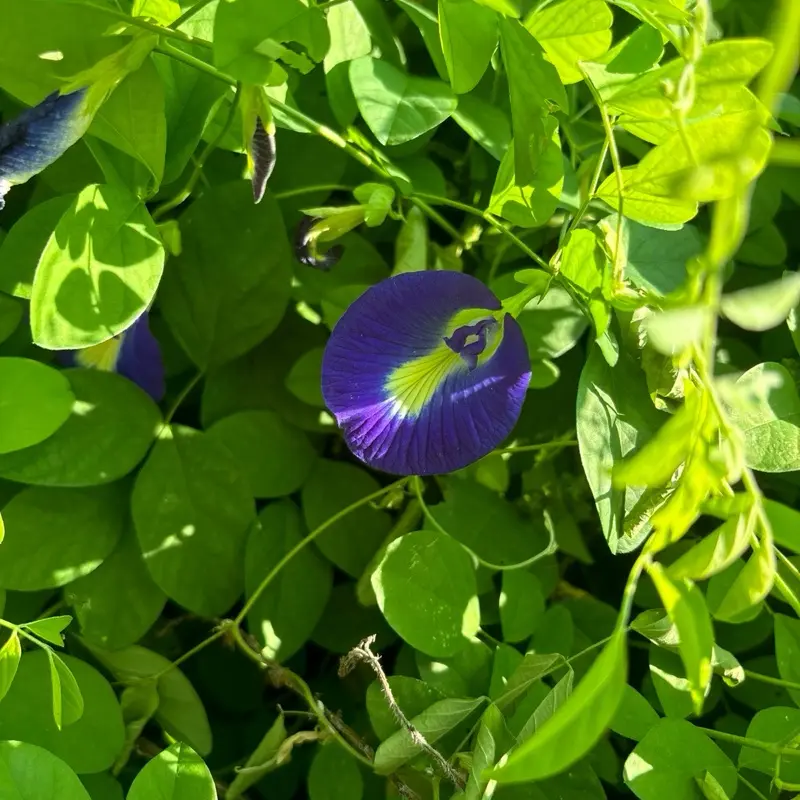 Butterfly Pea Flower Seeds | Clitoria ternatea | Blue Tea Flower | Fast Growing Climbing Vine for Trellis