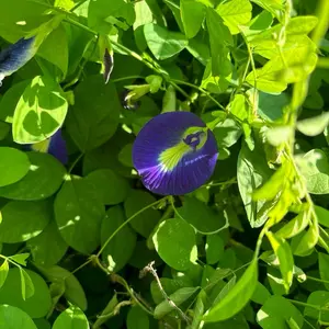 Butterfly Pea Flower Seeds | Clitoria ternatea | Blue Tea Flower | Fast Growing Climbing Vine for Trellis