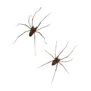 Stylish Punk Spiders Earrings Eye Catching PP Texture Comfortable
