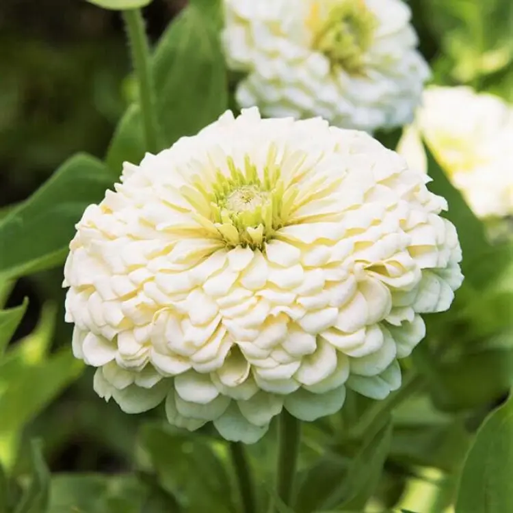 Polar Bear Zinnia Seeds