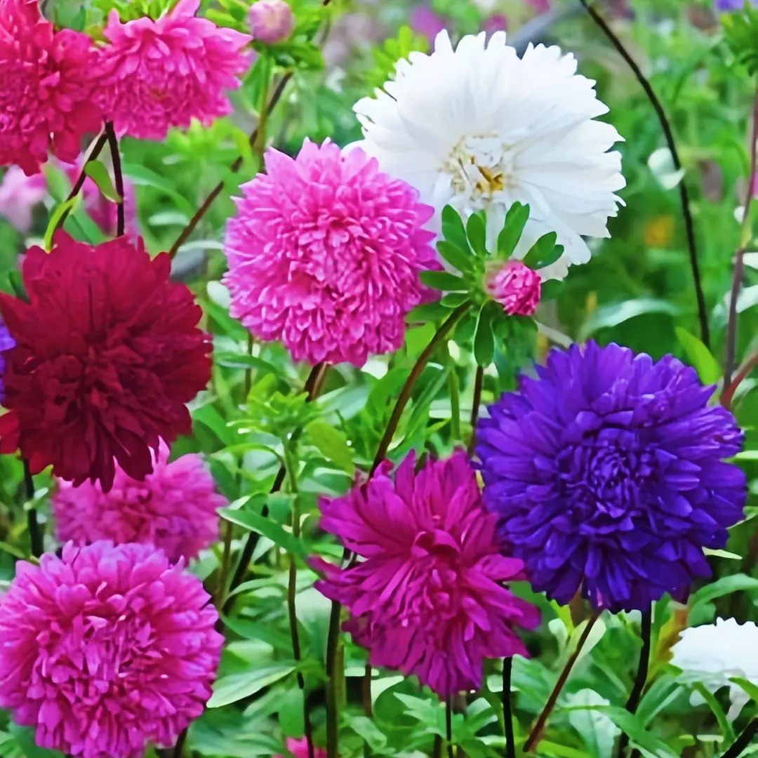 5gChina Aster Callistephus Mixed Seeds, Suitable for Home Gardening, Untreated and Heirloom Seeds, Attracts Bees, Birds, Butterflies, Insects, Hummingbirds, Suitable for Beginners, Non-GMO, Home Gardening