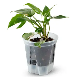 Self Watering Clear Nursery Pot with Slotted Air Vents | karenplantsplants clear nursery