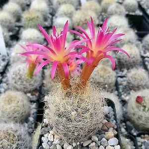 Neoporteria nidus senilis