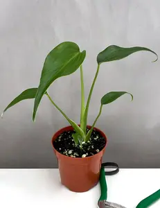 Monstera Burle Marx Flame