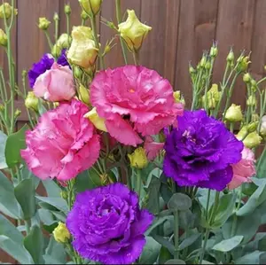800+ Mixed Color Thornless Rose Seeds – Eustoma/Lisianthus Grandiflorum | Easy to Grow, Year-Round Planting