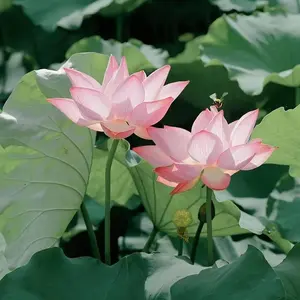 50 Colorful Lotus Seedlings – Pot-Grown Nymphoides Aquatic Flowering Plants for Ponds, Water Features & Indoor Containers – Vibrant, Easy-to-Grow Aquatic Perennials
