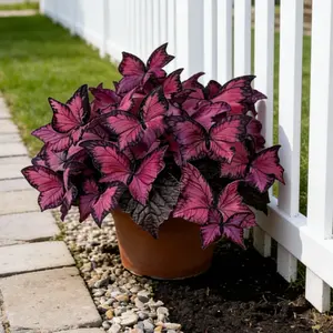 Butterfly Leaf Hosta Seeds  Unique Resembling Wings Shade Loving Perennial for Garden Border Landscaping Easy Grow Low Maintenance Elegant Foliage