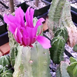 Echinocereus morricalii