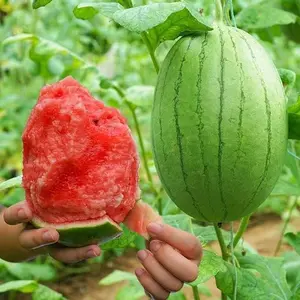 50pcs Heirloom Watermelon Seeds – Sweet & Juicy Non-GMO Fruit Seeds for Planting in Home Gardens – High Germination, Large Red Melons – Perfect for Backyard, Pots, and Summer Harvests