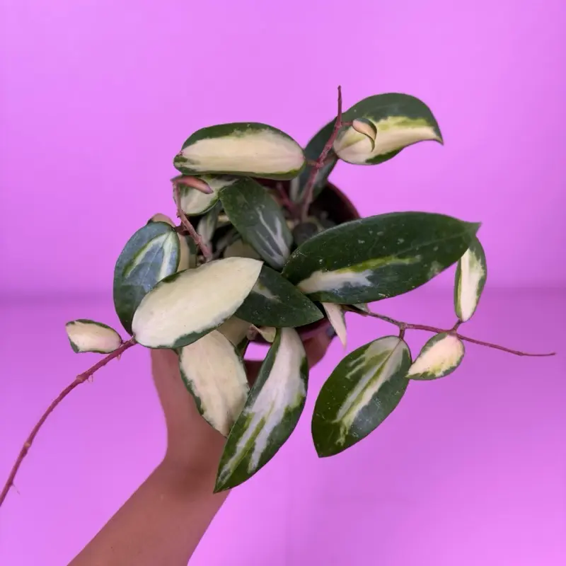 Hoya Acuta 4” | Rare Hoya | Wax Plant