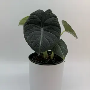 Alocasia Maharanii 6" pot Live Tropical House Plant with Unique Heart-Shaped Leaves for Indoor Decoration - Houseplants