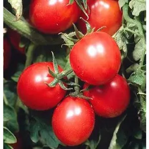 Sweet Baby Girl Tomato Plants | Two Live Garden Plants | Non-GMO, Indeterminate, Crack-Resistant