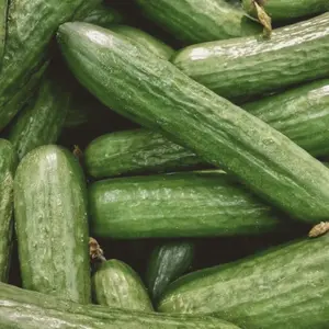 Heirloom Marketmore Cucumber Seeds - Organic and Regenerative Gardening Seeds