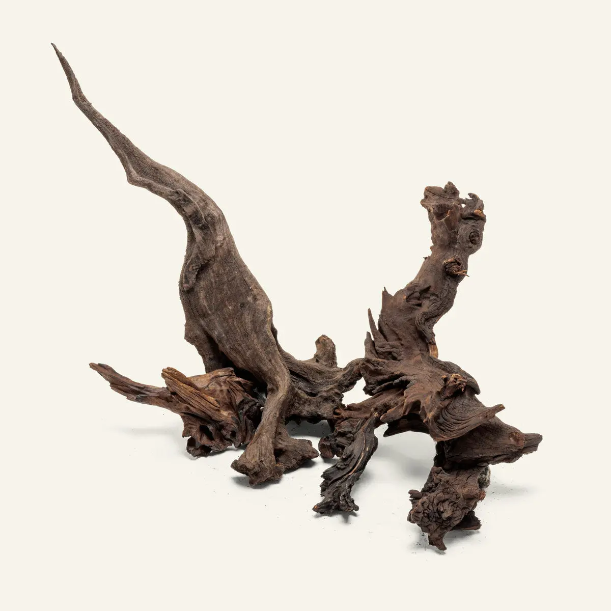 Malaysian Driftwood