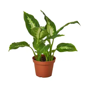 212 MAIN Variegated Dieffenbachia Camille Dumb Cane Live Indoor Plant, 4 in. Pot Houseplant, Live Indoor Plants