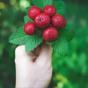 4 Varieties Mixed Berry Seeds - Strawberry Blueberry Mock Strawberry & Raspberry Non-GMO Heirloom Fruit Seeds for Home Garden Patio Balcony Growing Fall Season